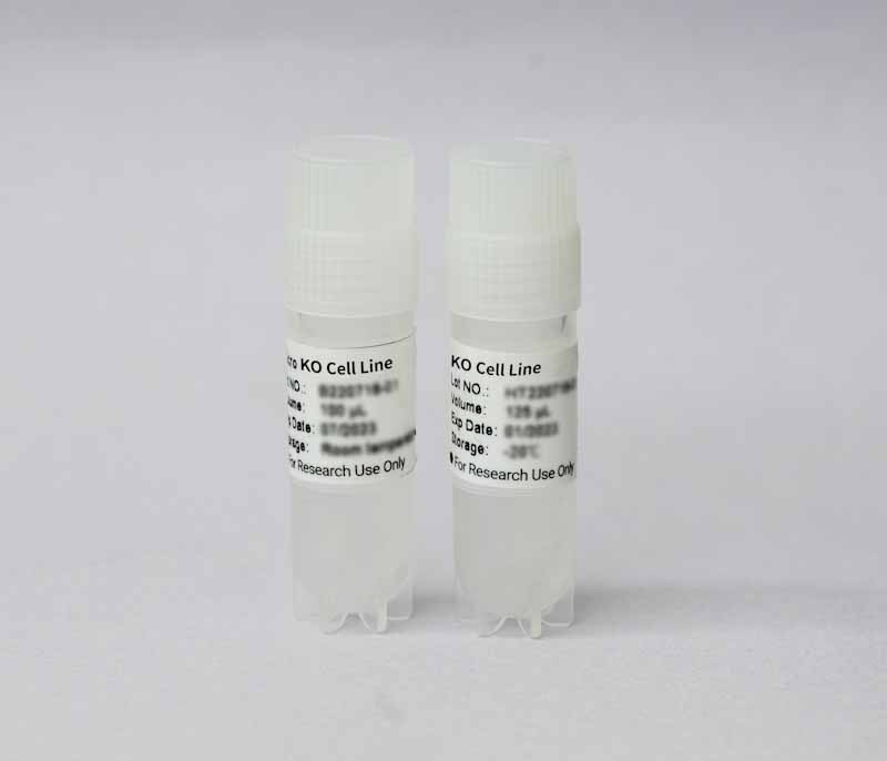 ULK1 Knockout cell line (HCT 116)