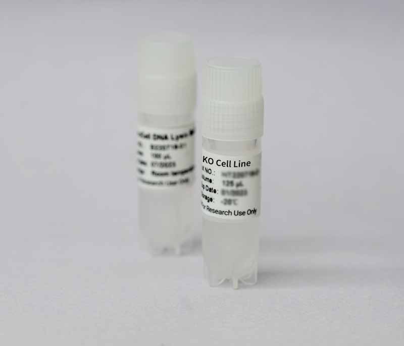 STYXL1 Knockout cell line (Hela)