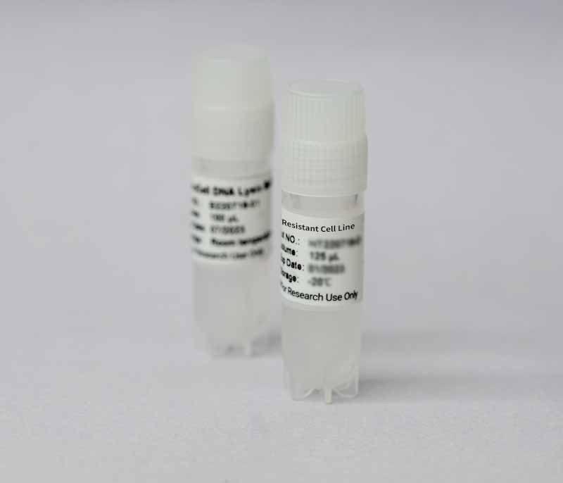 HCT8/V Cell Line