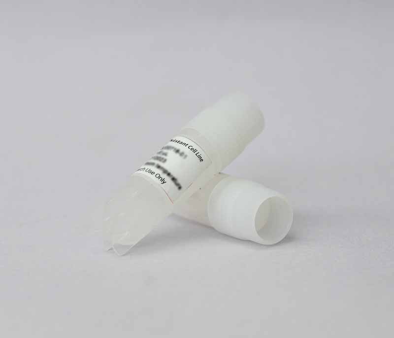 A549/DR Cell Line