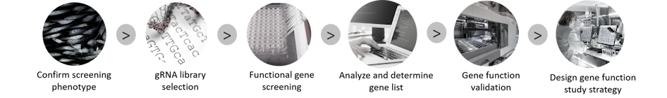 CRISPR Library screening steps