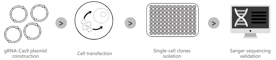 KO cell line generation steps
