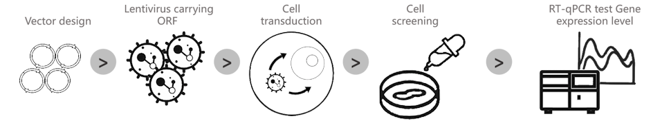 Stable cell line generation