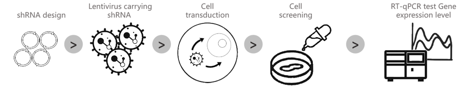Lentiviral knockdown cell line