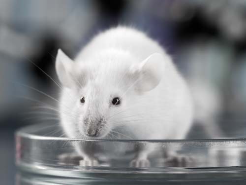 Luciferase Stable Cell Line Application: In Vivo Imaging