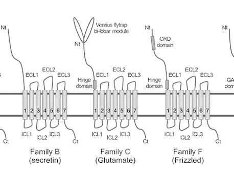 Research Progress of GPCR Antibody Drugs